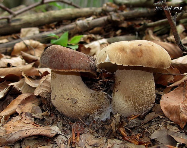 hríb dubový Boletus reticulatus Schaeff.