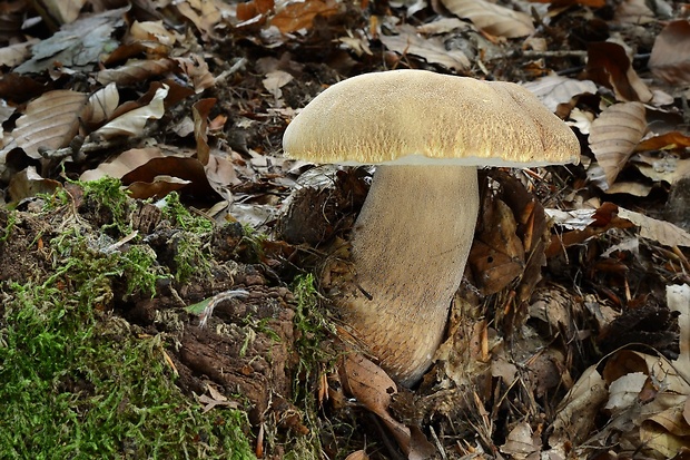 hríb dubový Boletus reticulatus Schaeff.