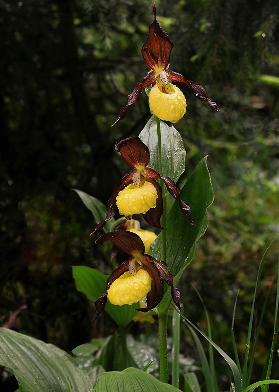 črievičník papučkový Cypripedium calceolus L.