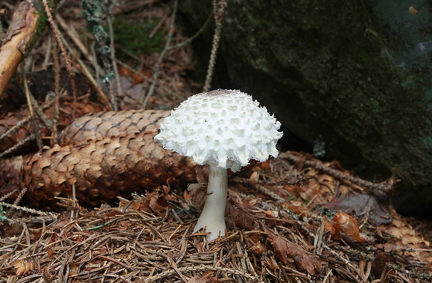 bedľa hustošupinatá Leucoagaricus nympharum (Kalchbr.) Bon