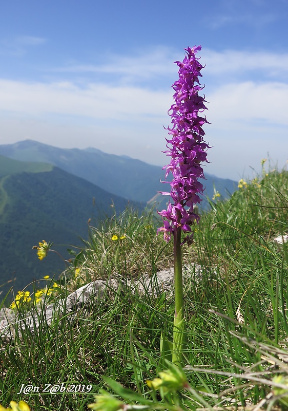 vstavač mužský poznačený Orchis mascula subsp. signifera (Vest) Soó