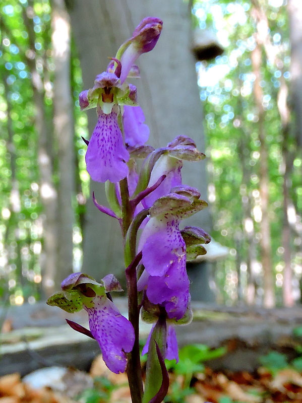 vstavač spitzelov Orchis spitzelii Saut. ex W.D.J. Koch