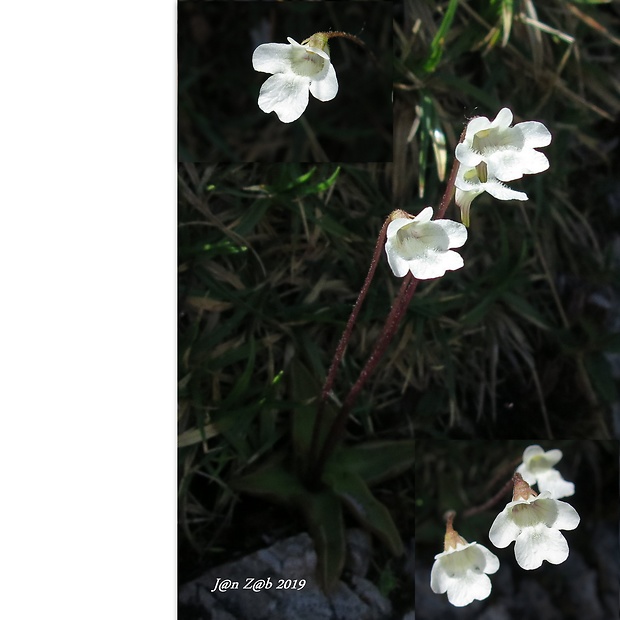 tučnica alpínska - albín Pinguicula alpina L.