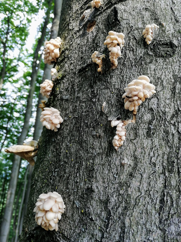 hliva buková Pleurotus pulmonarius (Fr.) Quél.