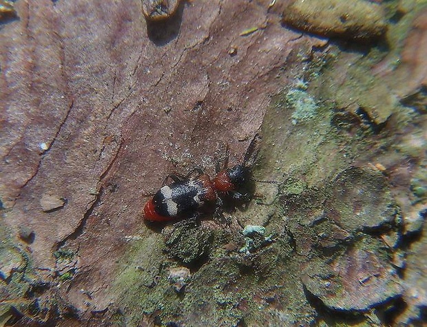 pestroš mravcový   /   pestrokrovečník mravenčí Thanasimus formicarius