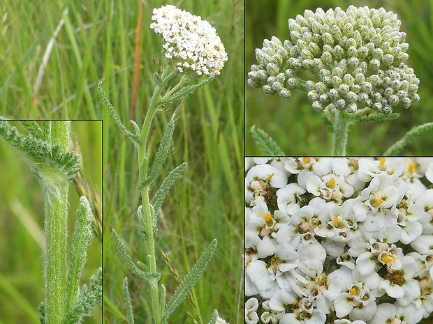 rebríček panónsky Achillea pannonica Scheele