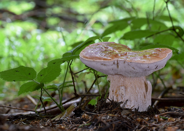 hríb smrekový Boletus edulis Bull.