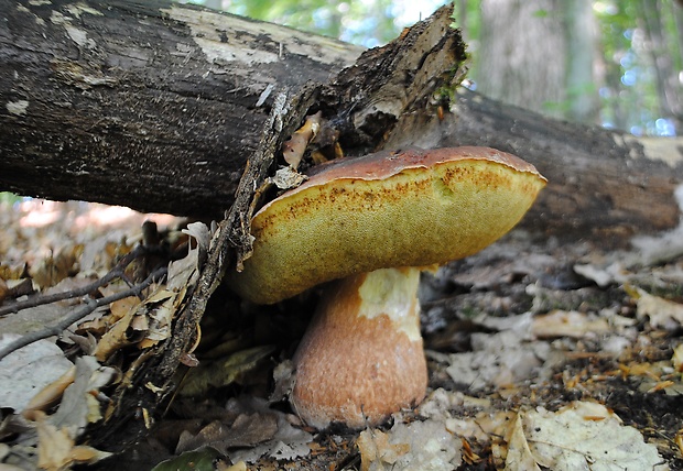 hríb sosnový Boletus pinophilus Pil. et Dermek in Pil.