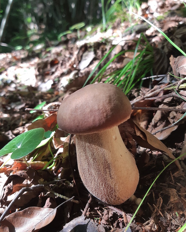 hríb dubový Boletus reticulatus Schaeff.