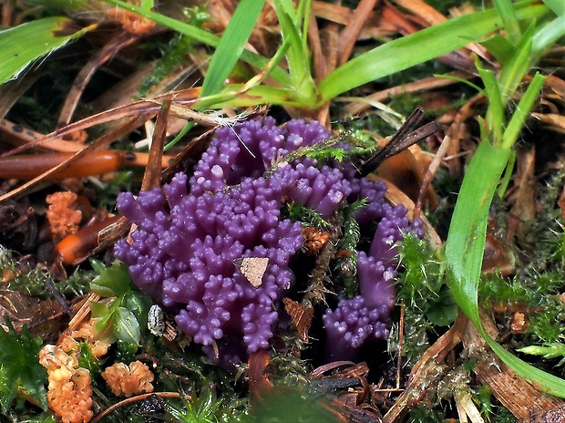 kyjačik Zollingerov Clavaria zollingeri Lév.