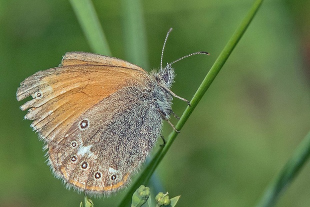 očkáň traslicový  Coenonympha glycerion