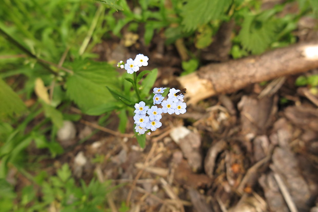 nezábudka lesná Myosotis sylvatica Ehrh. ex Hoffm.