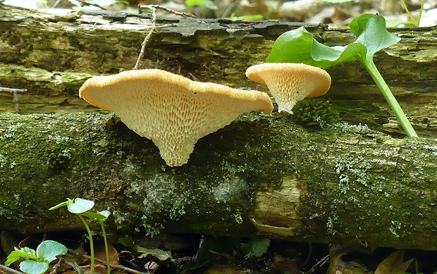 trúdnik veľkopórový Neofavolus alveolaris (DC.) Sotome & T. Hatt.