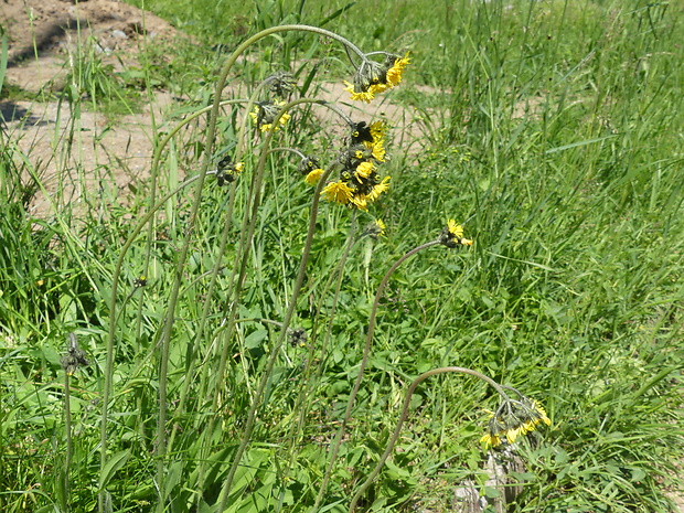 chlpánik nakopený Pilosella densiflora (Tausch) Soják