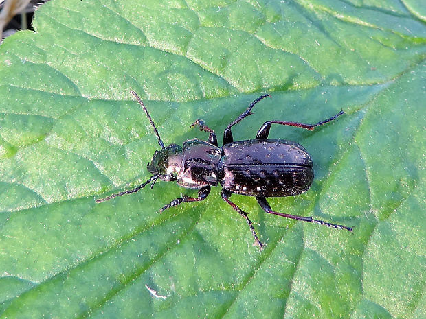 utekáčik zlatý / střevlíček Pterostichus (Calopterus) pilosus Host, 1789