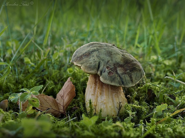 suchohríb červenohnedý Xerocomus ferrugineus (Kuntze) Singer