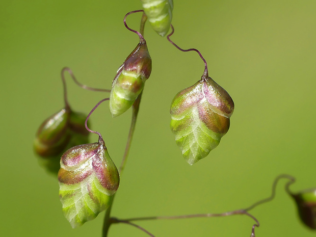 traslica prostredná Briza media L.