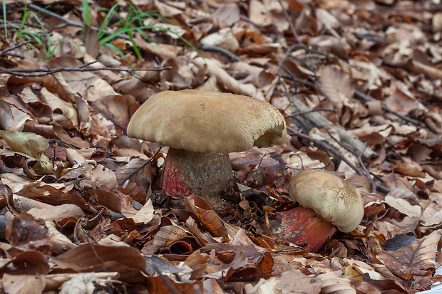 hríb červený Caloboletus calopus Fr.