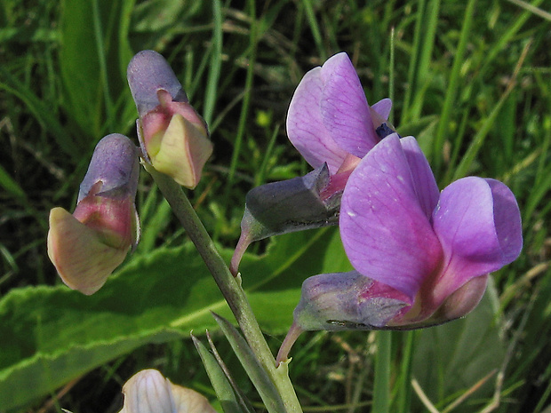 hrachor Lathyrus linifolius (Reichard) Bässler