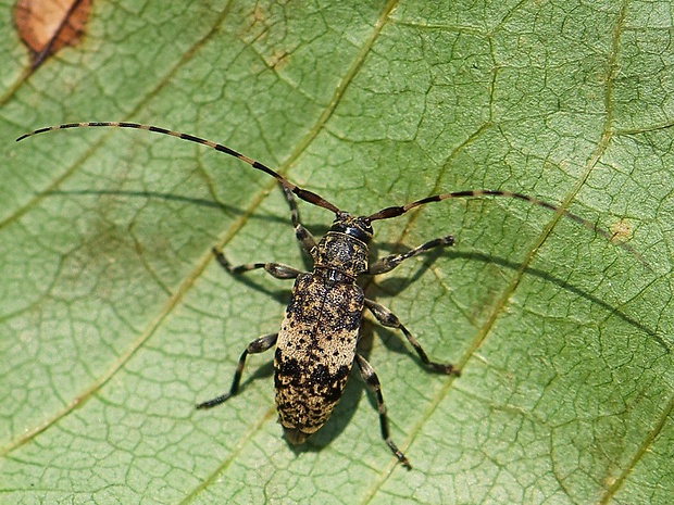 vrzúnik Leiopus linnei cf.