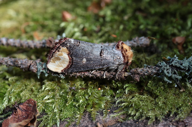 faléra lipová Phalera bucephala