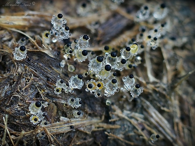 mrštec jagavý Pilobolus crystallinus (F.H. Wigg.) Tode