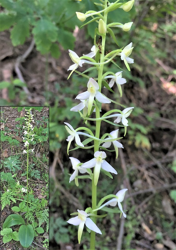 vemenník dvojlistý Platanthera bifolia (L.) Rich.