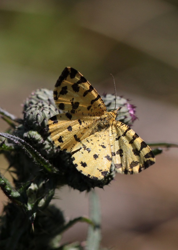 listnatka hluchavková  Pseudopanthera macularia