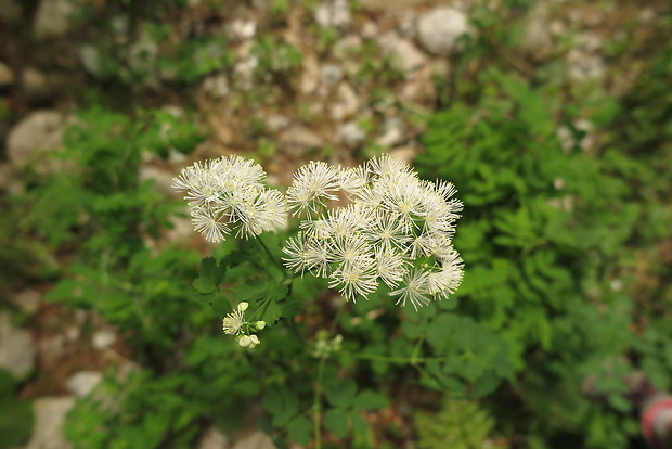 žltuška žltá Thalictrum flavum L.