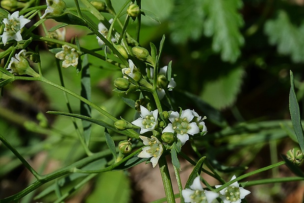 ľanolistník prostredný Thesium linophyllon L.