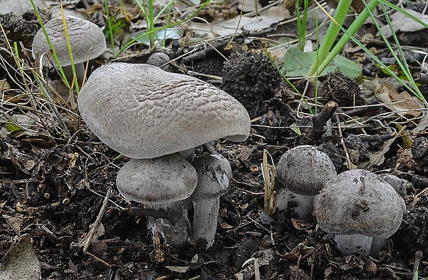 čírovka Tricholoma sp.