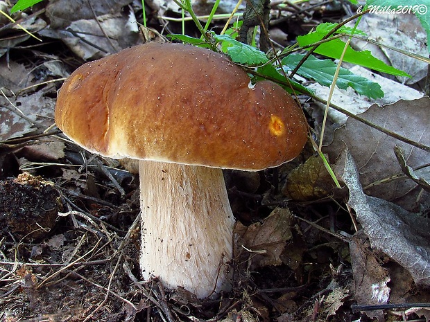 hríb smrekový Boletus edulis Bull.