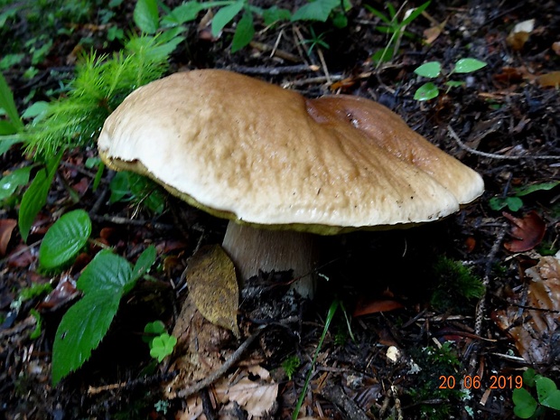 hríb smrekový Boletus edulis Bull.