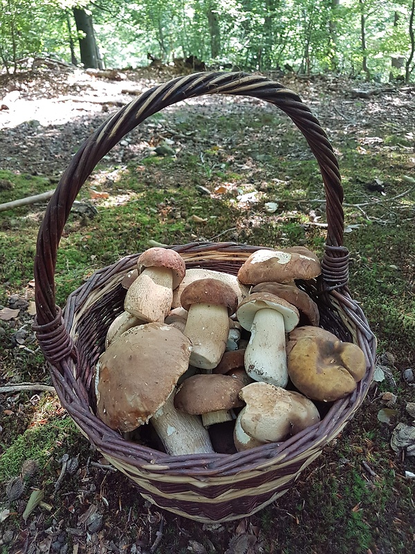 hríb Boletus sp.