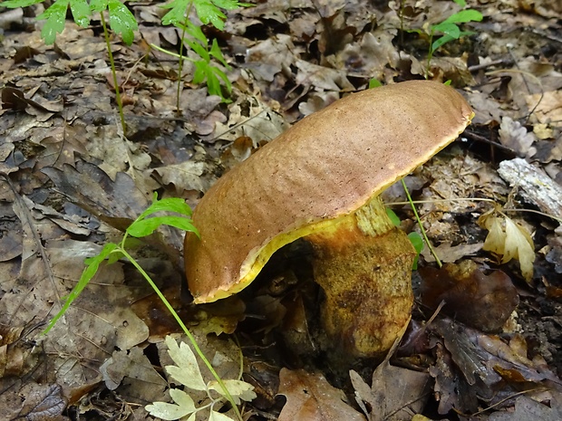 hríb príveskatý Butyriboletus appendiculatus (Schaeff. ex Fr.) Secr.