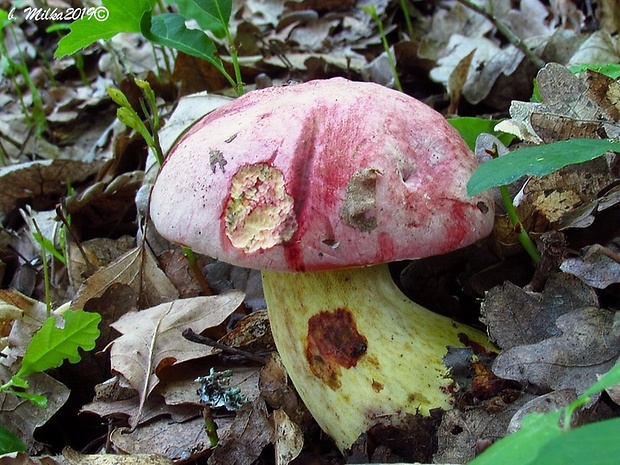 hríb kráľovský Butyriboletus regius (Krombh.) D. Arora & J.L. Frank