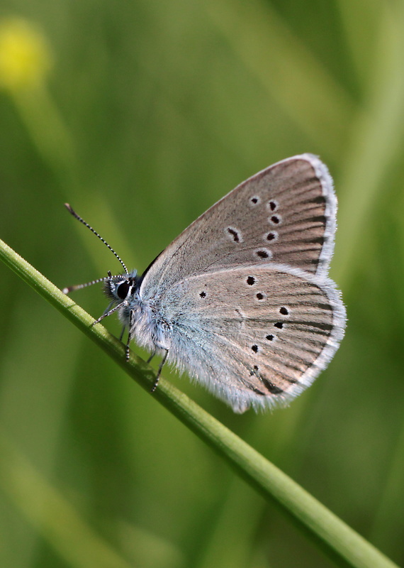 modráčik lesný  Polyommatus semiargus