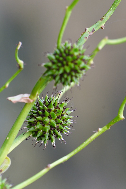 ježohlav vzpriamený Sparganium erectum L.