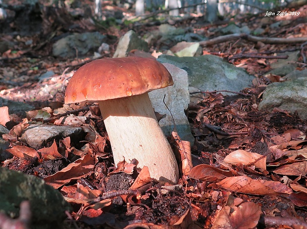 hríb dubový Boletus reticulatus Schaeff.