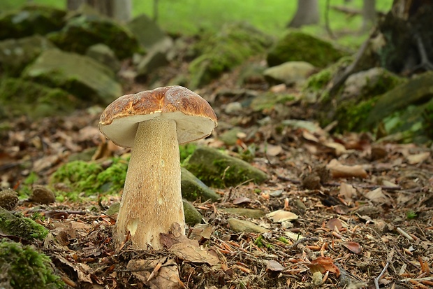 hríb dubový Boletus reticulatus Schaeff.