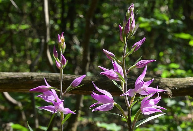 prilbovka červená Cephalanthera rubra (L.) Rich.