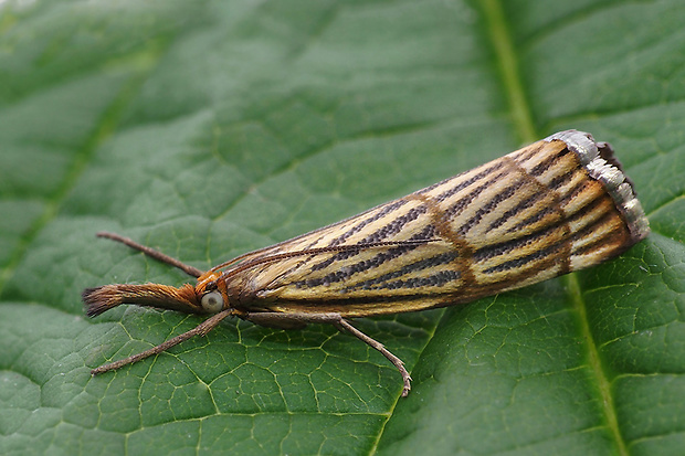 trávovec mriežkovaný Chrysocrambus craterella Scopoli 1763