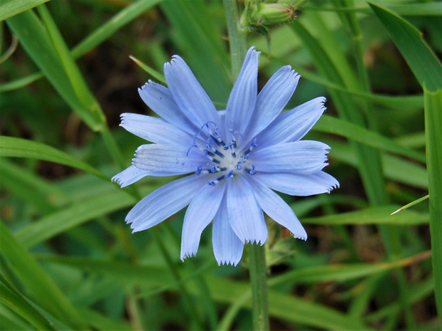 čakanka obyčajná Cichorium intybus L.