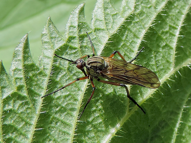 krúživka žltkastá / kroužilka žlutavá ♀ Empis (Kritempis) livida Linnaeus, 1758