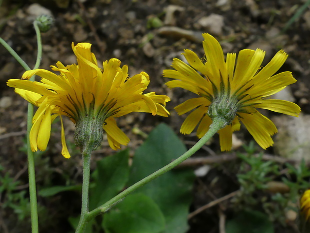 jastrabnik Hieracium bifidum Kit. ex Hornem.