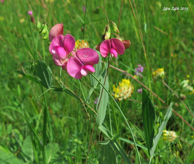 hrachor širokolistý Lathyrus latifolius L.