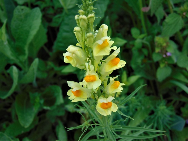 pyštek obyčajný Linaria vulgaris Mill.