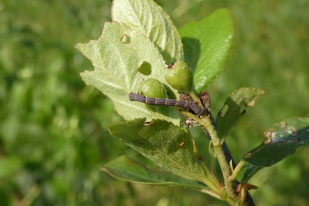 piadivka jabloňová Lycia pomonaria