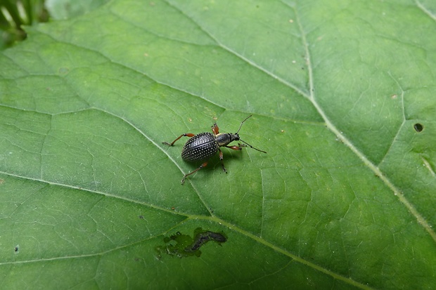 nosánik čierny Otiorhynchus niger