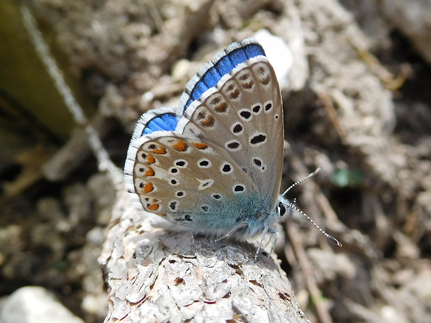 modráčik ďatelinový ♂ Polyommatus bellargus